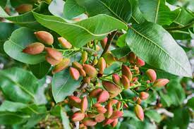 The pistachio (pistacia vera l., anacardiaceae or sometimes pistaciaceae) is a small tree native to mountainous regions of iran, turkmenistan and western afghanistan, that produces an important. How To Grow Pistachio Trees