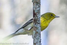 Birds Of Central Florida Pine Warbler I Hang Out Mostly In Pine Trees My Yellow Coloring Is Very Striking And Distinguishes Me From Backyard Birds Bird Identification Central Florida