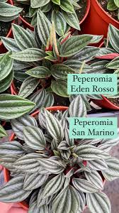 Image result for Peponium sp. A