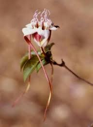 Image result for Strophanthus nicholsonii