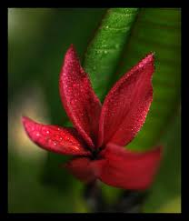 Irma Bryan Deep Dark Red Plumeria Are Not Very Common And Hard To Propagate It S Always A Treat This Time A Year When They Start Blo Plumeria Frangipani Bloom
