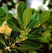 Image result for Sideroxylon inerme