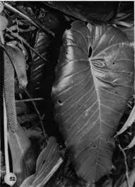 Anthurium concinnatum