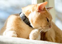 Live gps tracking via google maps. Gps Cat Tracking Collar Pawtrack