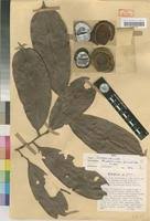 Image result for Strephonema