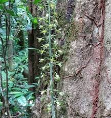 Image result for Eulophia stachyodes