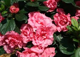 Bloom A Thon Pink Double Reblooming Azalea Rhododendron X Gardening Plants Perennials Garden Shrubs