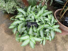 Image result for Murdannia