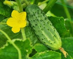 Image result for Anisophylleaceae