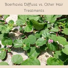 Image result for Boerhavia diffusa