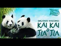 Maybe you would like to learn more about one of these? Singapore Pandas Kai Kai Jia Jia Youtube