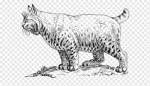 Bobcat Cougar Wildcat Boyama Kitabi Vahsi Memeli Hayvanlar Kedi Gibi Memeli Png Pngwing