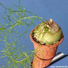 Image result for Bowiea volubilis