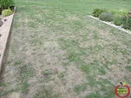Comment Enlever Les Mauvaise Herbes Dans Le Gazon Ou Pelouse Mauvaises Herbes Pelouse Mauvaise Herbe Gazon Pelouse