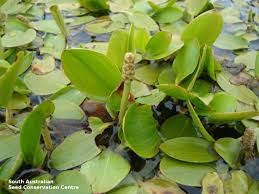 Image result for Potamogetonaceae