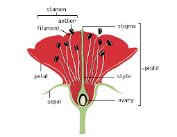 By admin may 27, 2021. Pistil The Female Reproductive Part Of A Flower Centrally Located Typically Consists Of A Swollen Ba Parts Of A Flower Edible Flowers List Of Edible Flowers