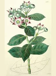 Image result for Xysmalobium sessile