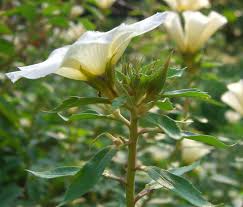 Image result for Turneraceae