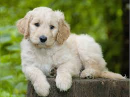 Thus, if you plan on getting one from a . Goldendoodle Puppies And Dogs For Sale Near You