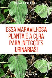 Cana De Macaco Para Infecção De Urina Infeccao Urinaria Cha Cura Pela Natureza Essa Maravilhosa Planta E A Cura Para Infeccoes Urinarias Clique Aqui Para Natural Medicine Plant Leaves Health