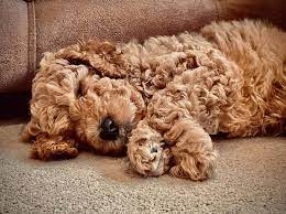 Check spelling or type a new query. Honeys F1b Golden Doodle Puppies Home Facebook