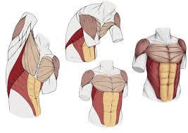 Deviantart is the world's largest online social community for artists and art enthusiasts. Artstation Torso Anatomy Study Tom Haines