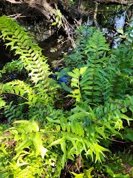 Image result for Nephrolepis biserrata