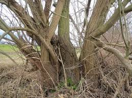 Image result for Goat Willow