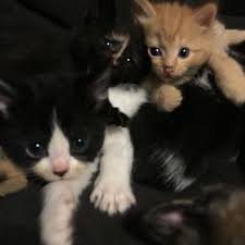 Find kittens for sale and adoption, cats for sale and adoption, persian cats, maine coon cats, exotic shorthair cats, siamese cats, ragdoll cats, abyssinian cats, birman cats, american shorthair cats, oriental cats, sphynx cats, and more on oodle classifieds. Best Free Kittens For Sale In Martinsville Indiana For 2021