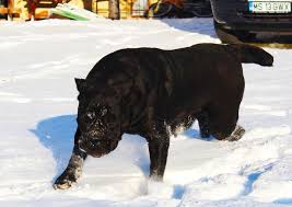 Exclusive to cane corso's lovers. Pia Fidelis Kennel Cane Pia Fidelis Kennel Cane Corso Facebook