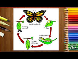 How To Draw Life Cycle Of Butterfly Diagram Drawing Step By Step Drawing Tutorial Easy