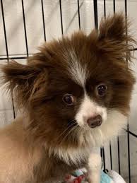 Maybe you would like to learn more about one of these? Pomeranian Rescue Dog For Adoption In Richmond Virginia Cookie In Richmond Virginia Rescue Dogs For Adoption Dog Adoption Pomeranian Rescue
