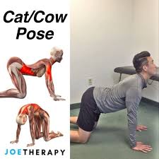 2 058 Likes 24 Comments Joe Yoon Lmt Joetherapy On Instagram Warming Up The Spine With The Cat Cow Mobility Exercises Cat Cow Pose Workout Warm Up
