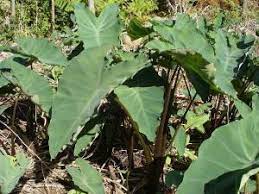 Oxalate crystals are tiny and found in a plant's juice or sap. Elephant Ears Are Poisonous To Pets Poisonous Plant For Pets