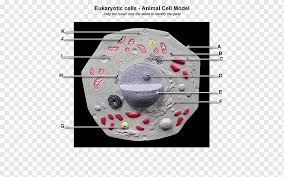 Find deals on products in educational toys on amazon. Plant Cell Eukaryote Cel Lula Animal Anatomy Others Angle Biology Cell Png Pngwing