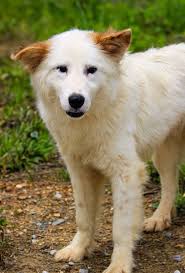 We still have several dates left for 2024 to spay and neuter💖 Our staff  can't wait to finish the year off strong and continue to save lives and  prevent unwanted animals in