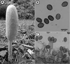 Image result for Coprinus comatus