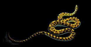 Serpentine Audubon Magazine Anaconda Snake Serpentine Reptiles