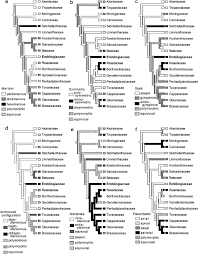 Image result for Pentadiplandraceae