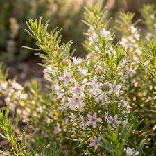 Image result for Myoporum
