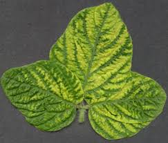 Image result for Alfalfa mosaic virus