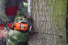 Sie können sich ihren heckenschnitt von anfang oktober bis ende februar in ihren terminkalender eintragen. Sperrfrist Baume Fallen Und Hecken Schneiden Ab Marz Verboten