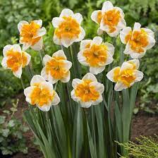 Pin On 2016 Daffodils At City Floral