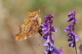 Image result for Polygonia c-album