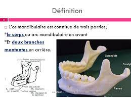 Os en forme de fer à cheval formant le squelette de la mâchoire inférieure. La Mandibule La Mandibule 2eme Annee Chirurgie Dentaire Dr Soussa Ppt Video Online Telecharger