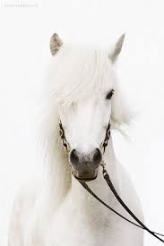 صور خيول بيضاء اصيلة صور حصان ابيض اخبار العراق Horses Pretty Horses Appaloosa Horses
