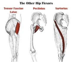The prefix bi indicates that the muscle has two origins and tri indicates three origins. Leg Anatomy All About The Leg Muscles