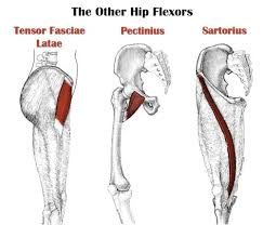 The names of leg and foot muscles provide clues to their location, function, shape, or size. Leg Anatomy All About The Leg Muscles