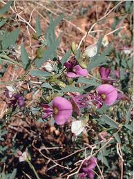 Image result for Otoptera