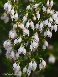 Image result for Erica arborea